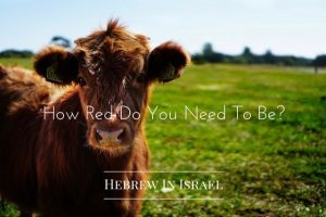 chukat, Chuqat, parah, red cow, red heifer, the red cow, this weeks torah portion, Torah Portion